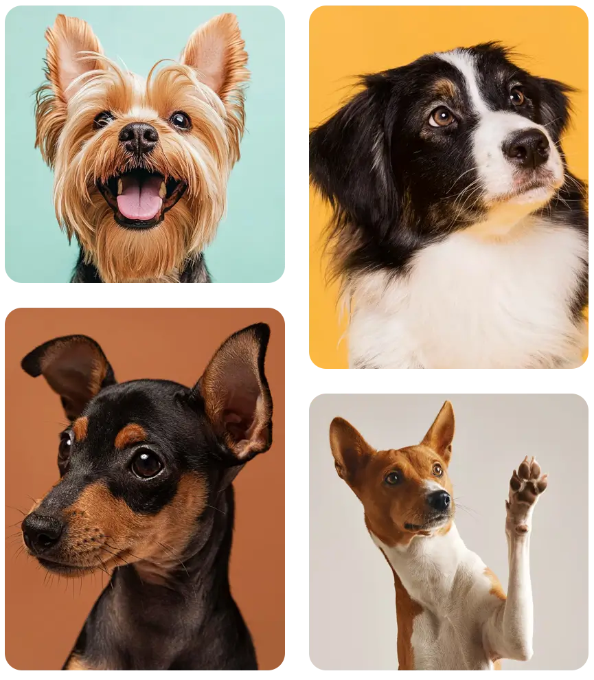 veterinario-para-cachorro-em-casa-domicilio-sao-jose-dos-campos