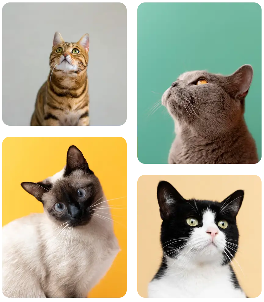 veterinario-para-gato-em-casa-domicilio-sao-jose-dos-campos