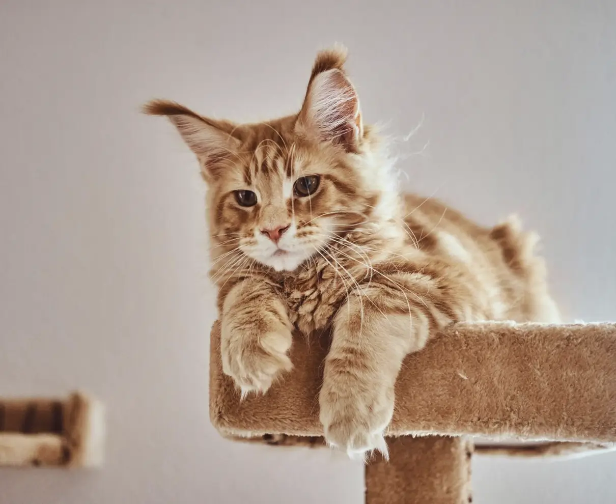 veterinario-para-gatos-em-casa-domicilio-sao-jose-dos-campos